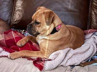 Enlarge Birdie, an adopted mixed breed in Greenback, TN image 1/4