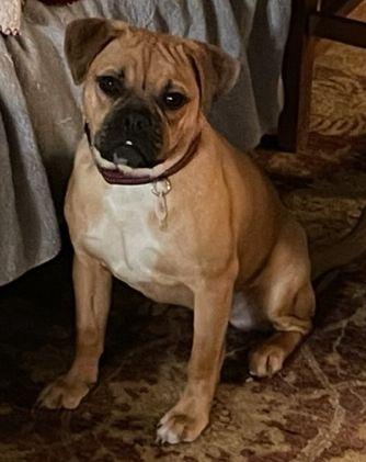 Enlarge Birdie, an adopted mixed breed in Greenback, TN image 2/4