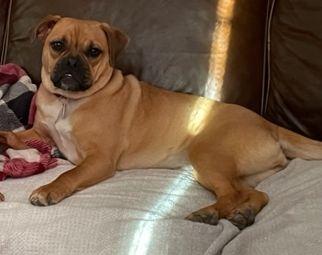 Enlarge Birdie, an adopted mixed breed in Greenback, TN image 3/4