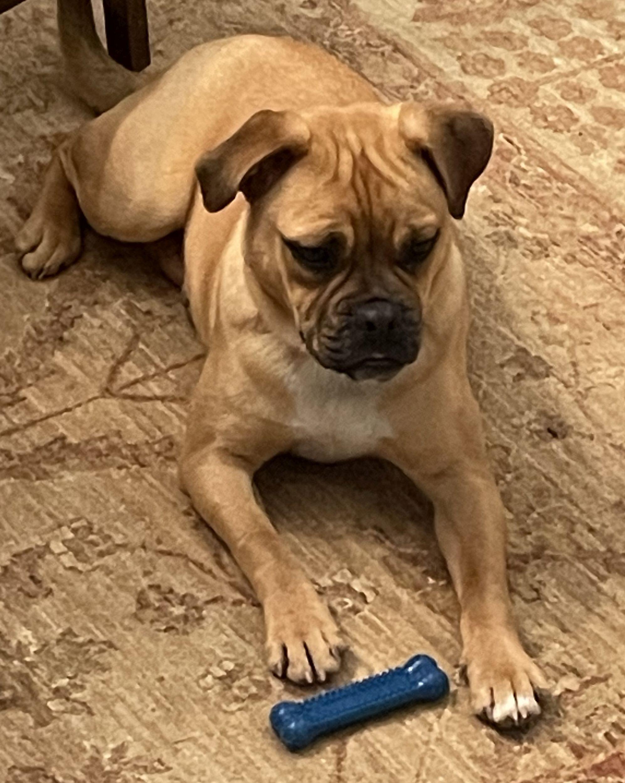 Enlarge Birdie, an adopted mixed breed in Greenback, TN image 4/4