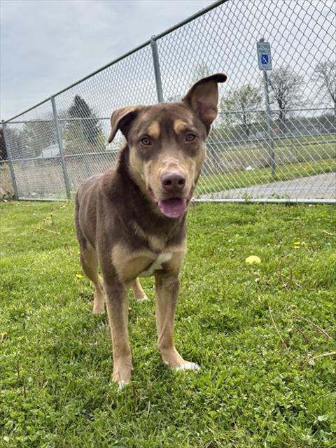 CALYPSO, Adoptable, Young Female Siberian Husky & Mixed Breed.