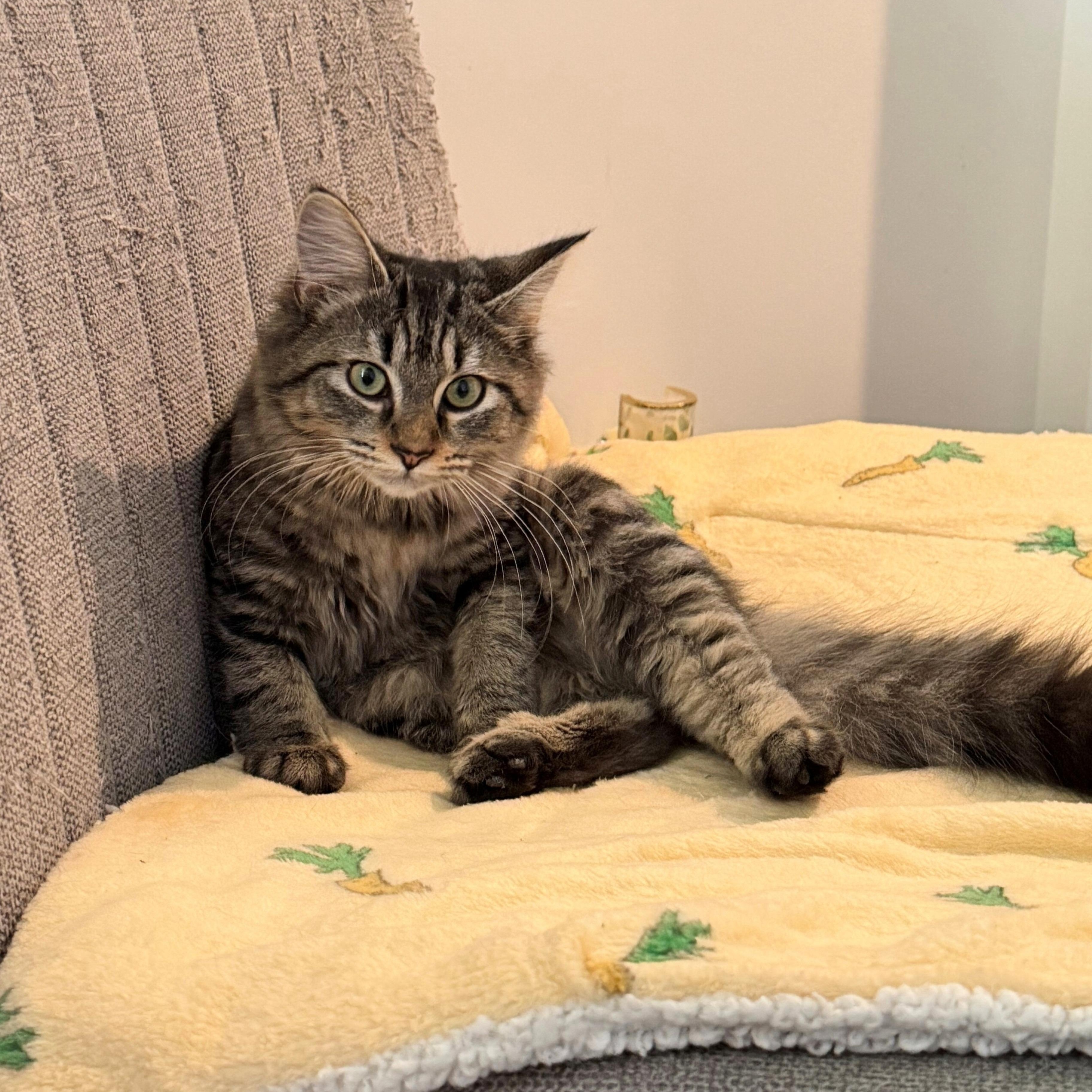 Enlarge Blake, an adopted Domestic Medium Hair in Richmond, VA image 1/1