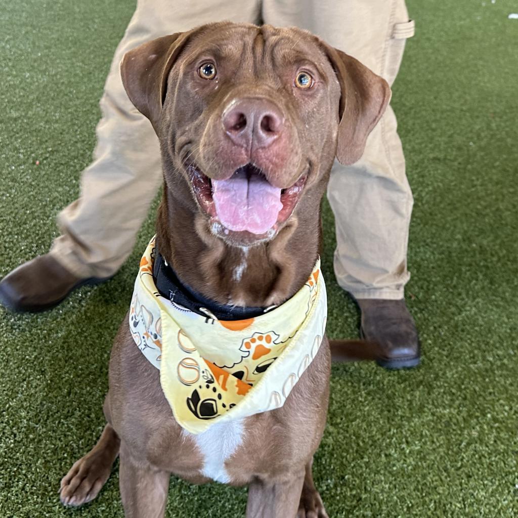 Freddie Mercury, a Adoptable mixed breed in West Palm Beach, FL image 1/6