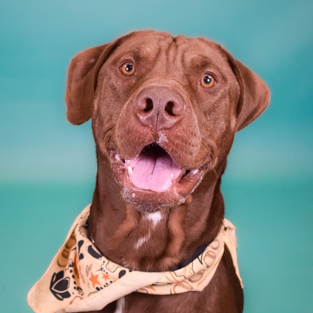 Freddie Mercury, a Adoptable mixed breed in West Palm Beach, FL image 3/6