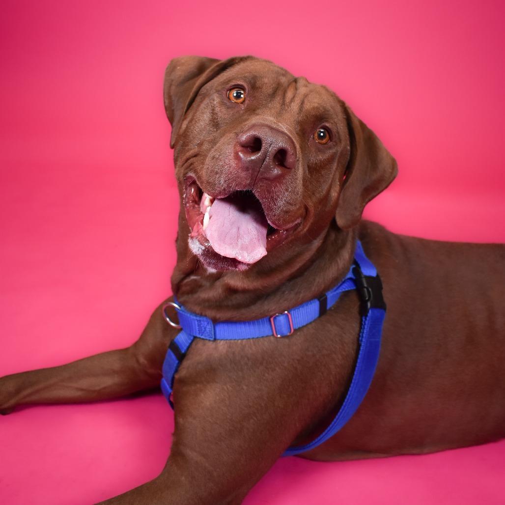 Freddie Mercury, a Adoptable mixed breed in West Palm Beach, FL image 4/6