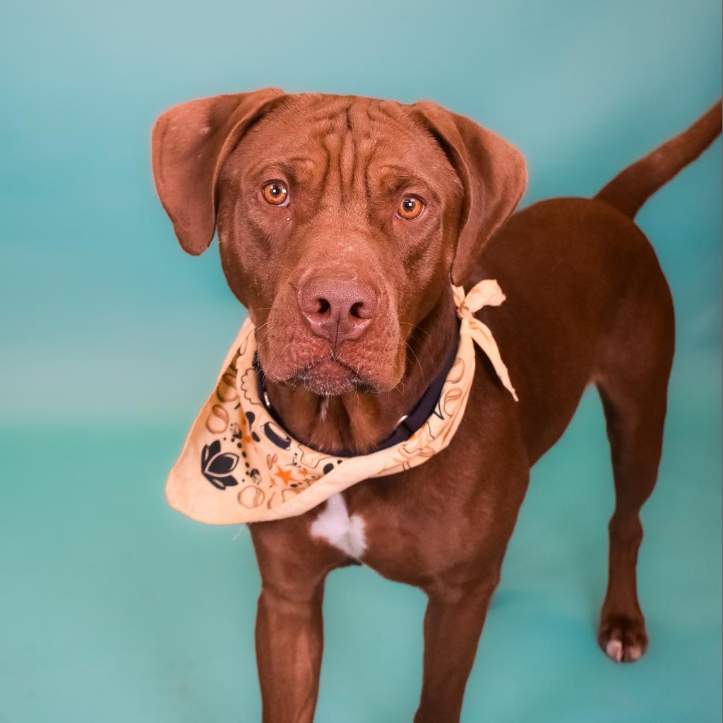 Freddie Mercury, a Adoptable mixed breed in West Palm Beach, FL image 5/6