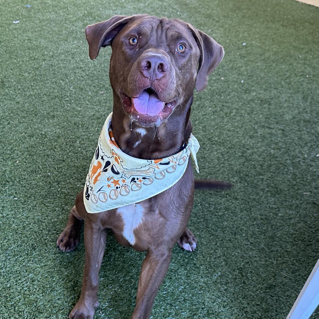 Freddie Mercury, a Adoptable mixed breed in West Palm Beach, FL image 6/6