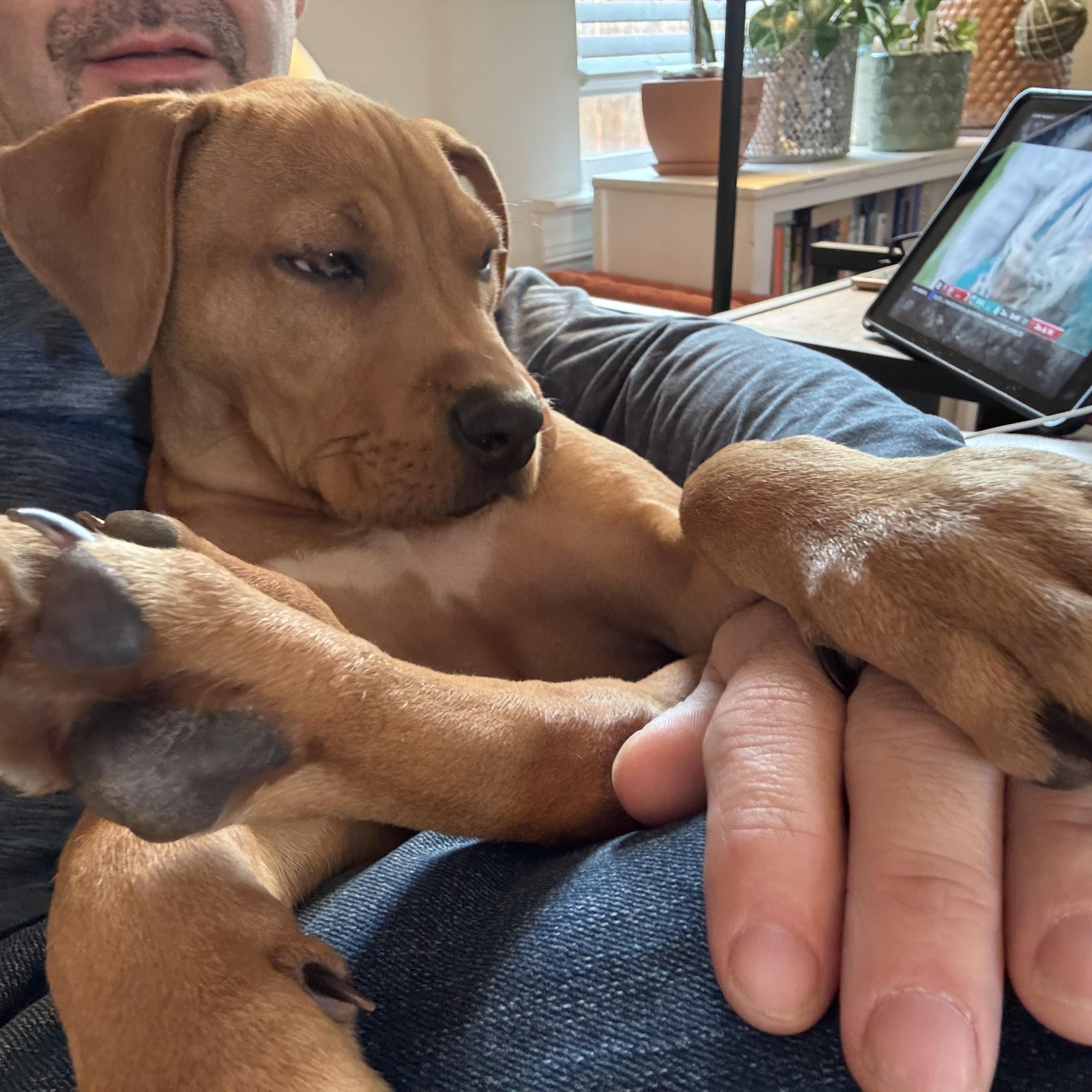 Alice, Baby Female Labrador Retriever