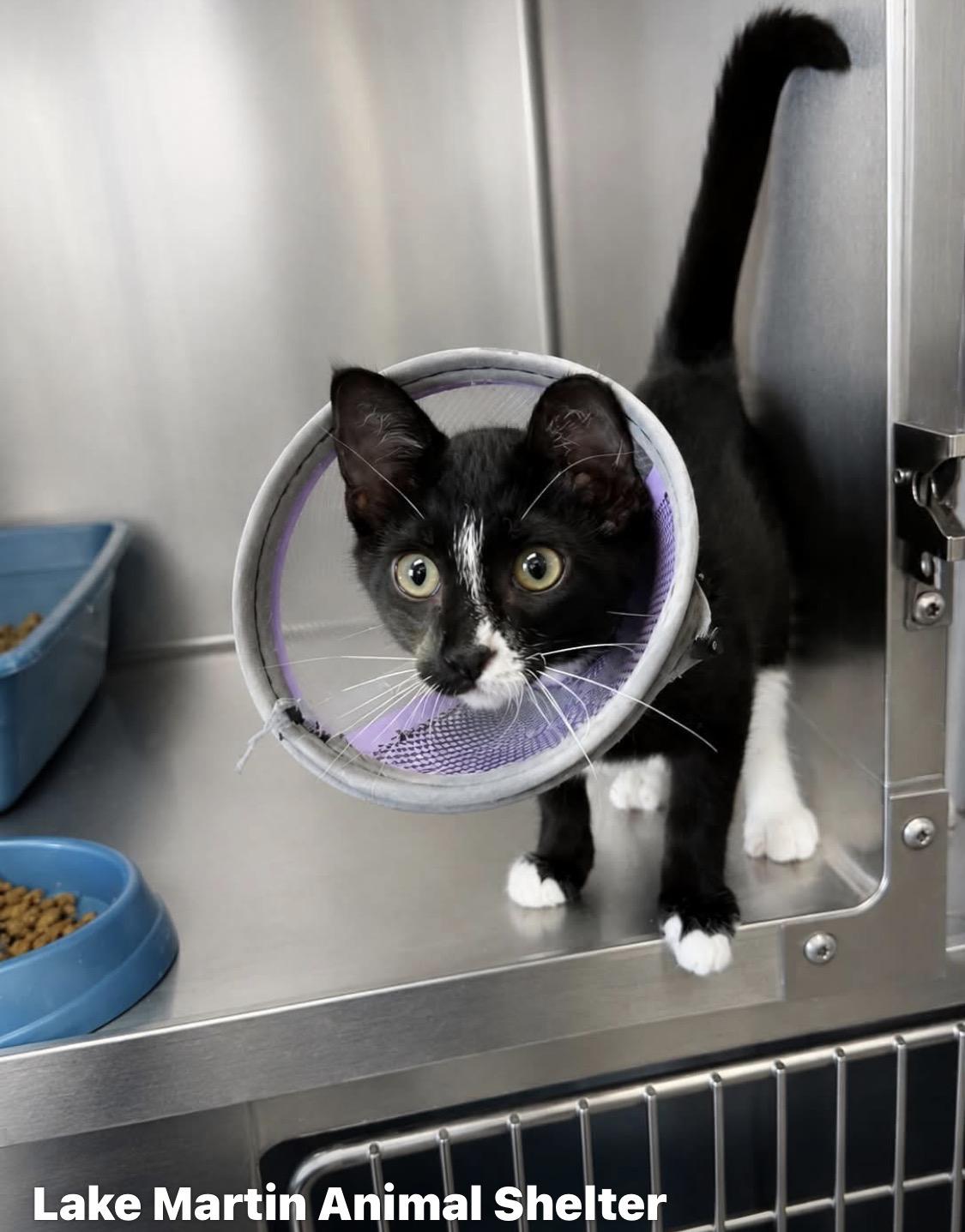 Doug, Adoptable, Kitten Male Domestic Short Hair.