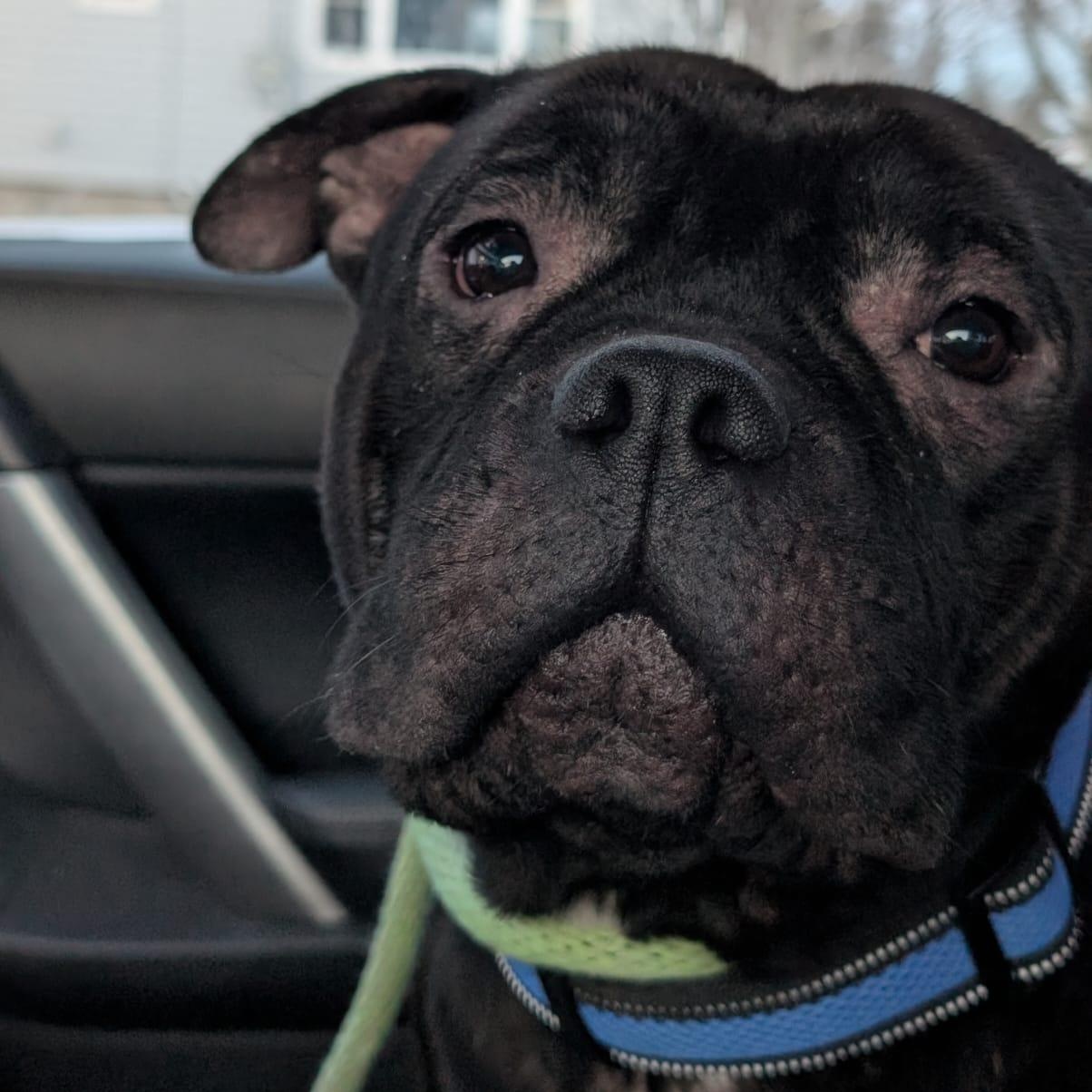 Enlarge Gremlin, a ADOPTABLE mixed breed in Oakville, ON image 1/4