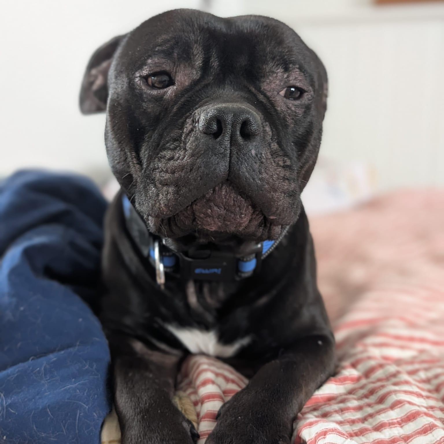 Enlarge Gremlin, a ADOPTABLE mixed breed in Oakville, ON image 3/4