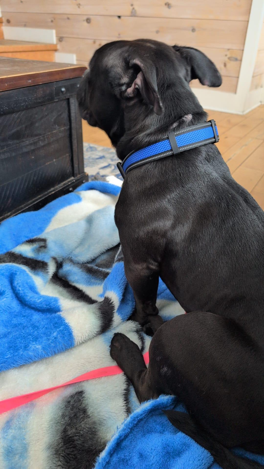 Enlarge Gremlin, a ADOPTABLE mixed breed in Oakville, ON image 2/4