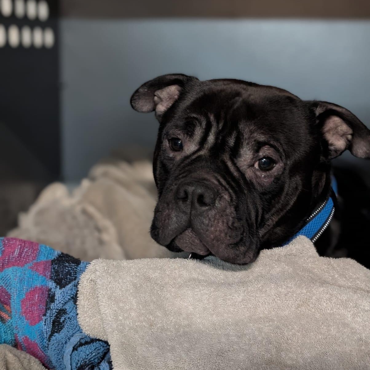 Enlarge Gremlin, a ADOPTABLE mixed breed in Oakville, ON image 4/4