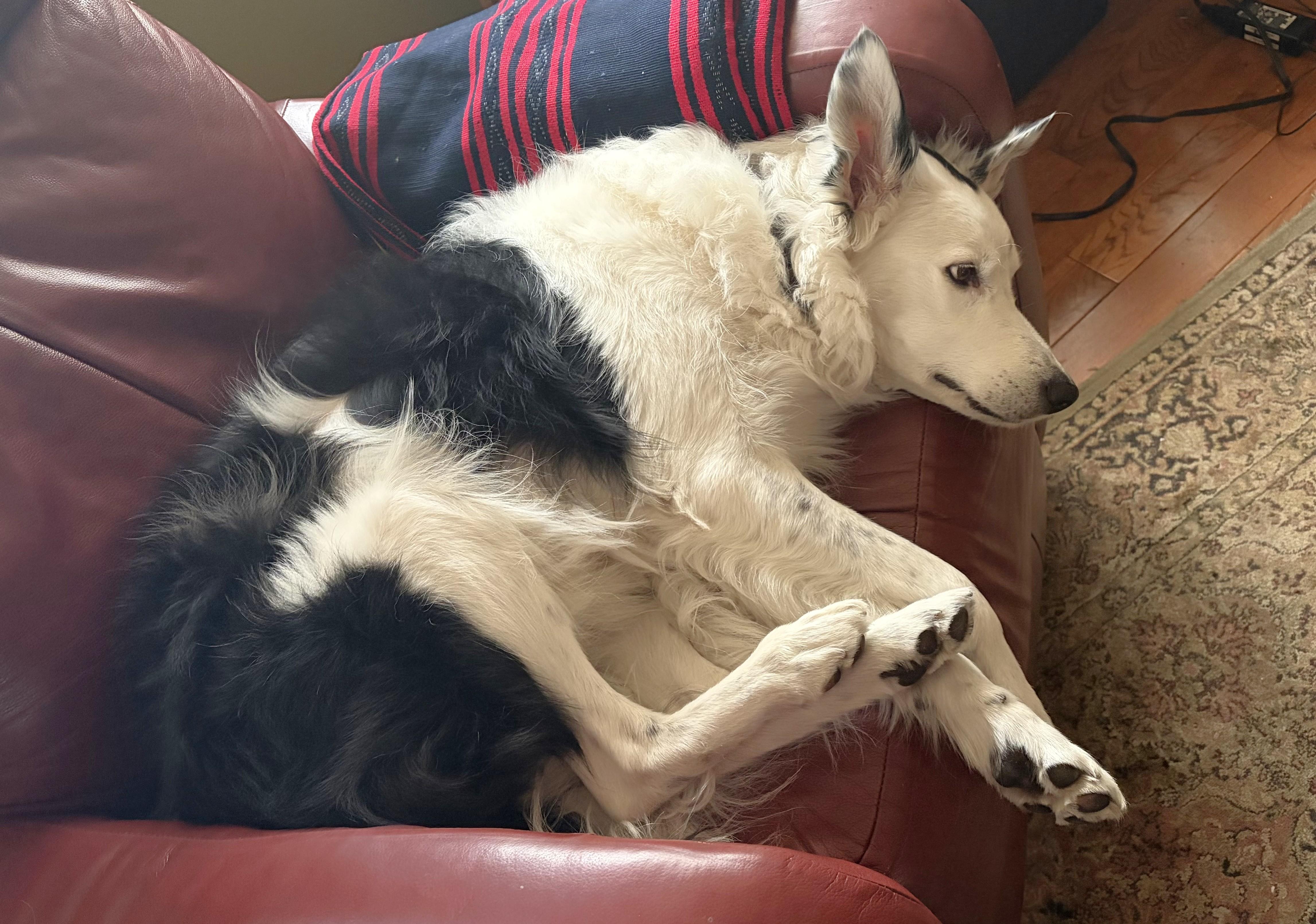 Enlarge Spotsy - adopted!, an adopted Border Collie in Minneapolis, MN image 5/5