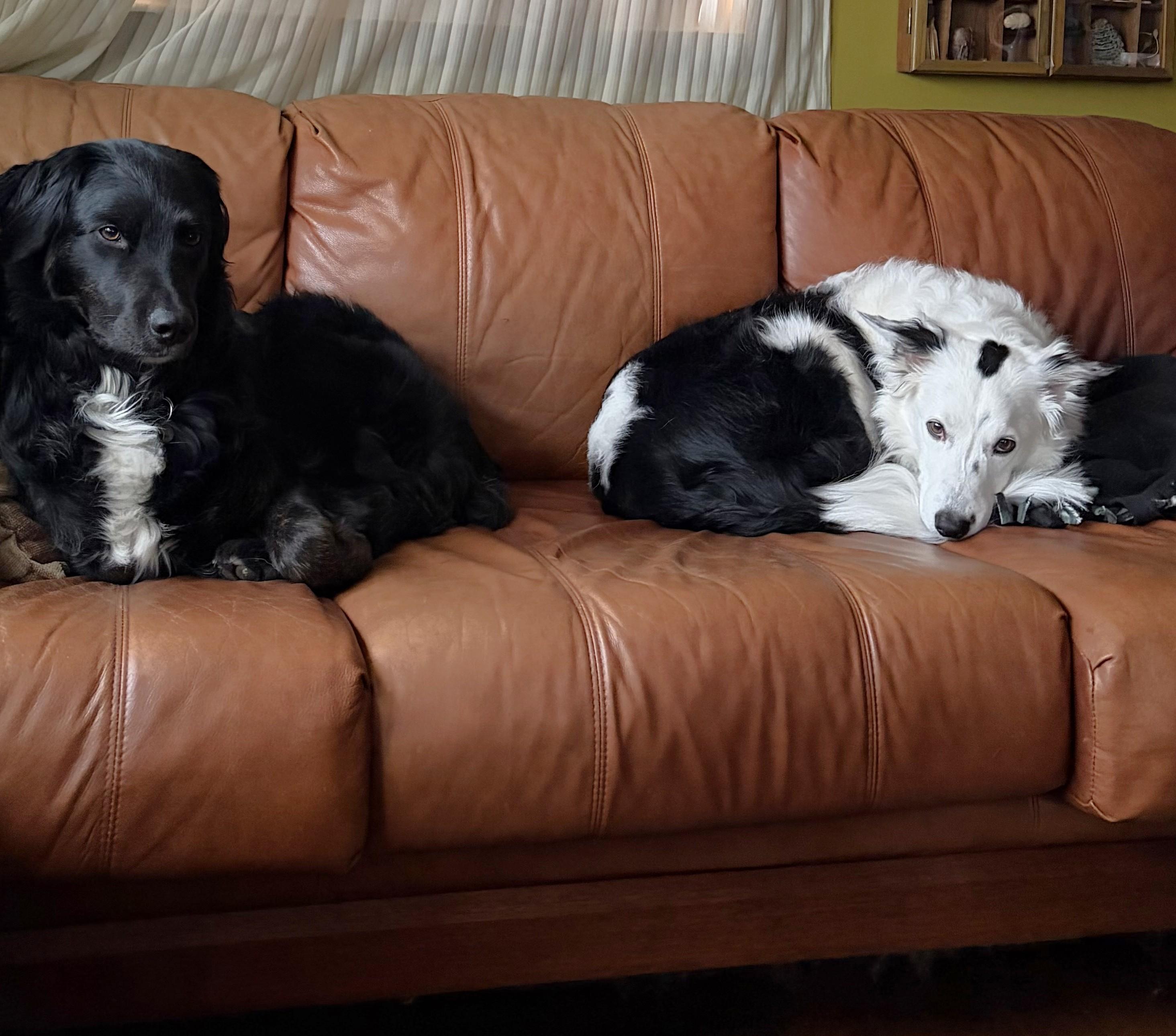 Enlarge Spotsy - adopted!, an adopted Border Collie in Minneapolis, MN image 4/5