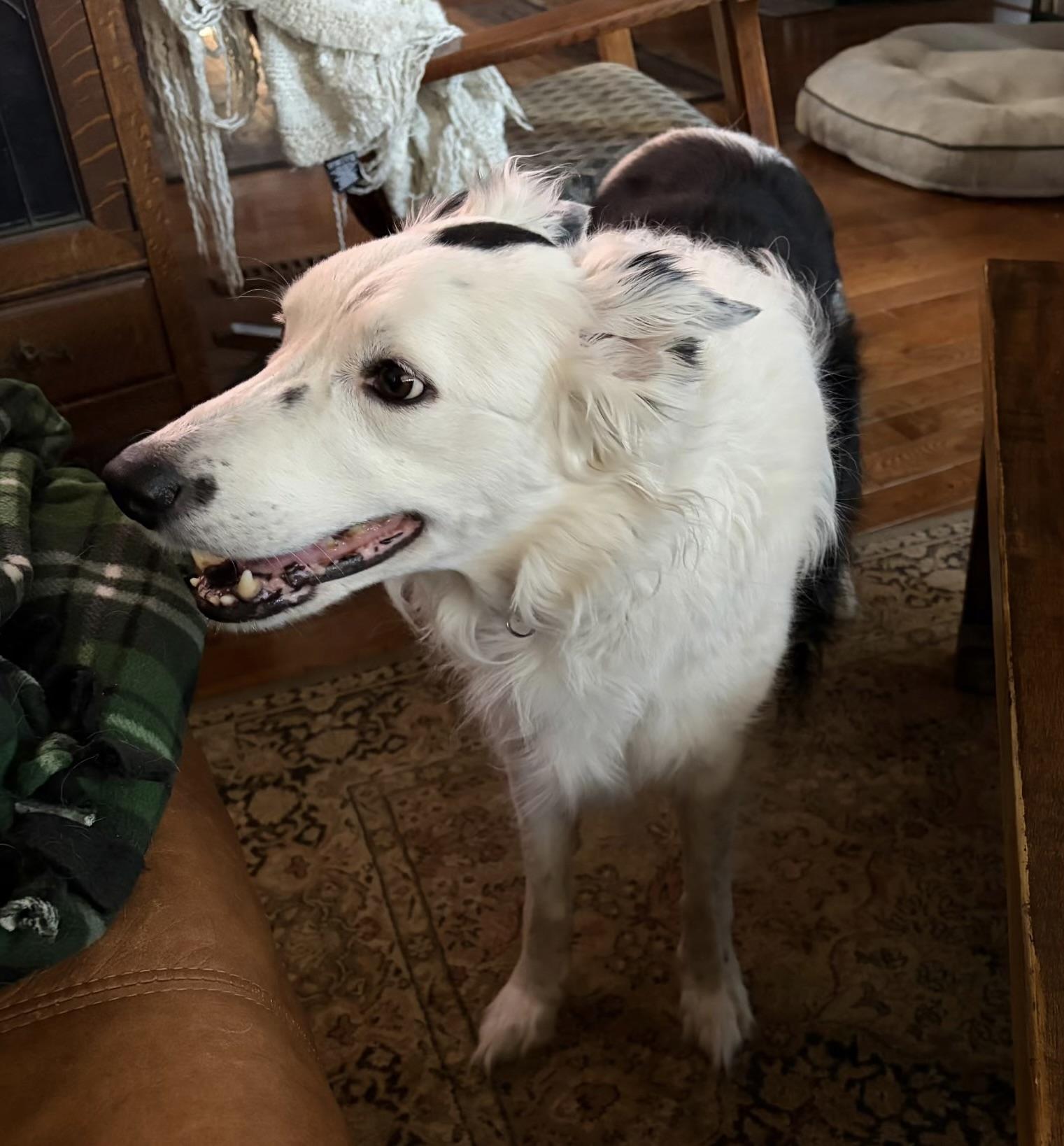 Enlarge Spotsy - adopted!, an adopted Border Collie in Minneapolis, MN image 2/5