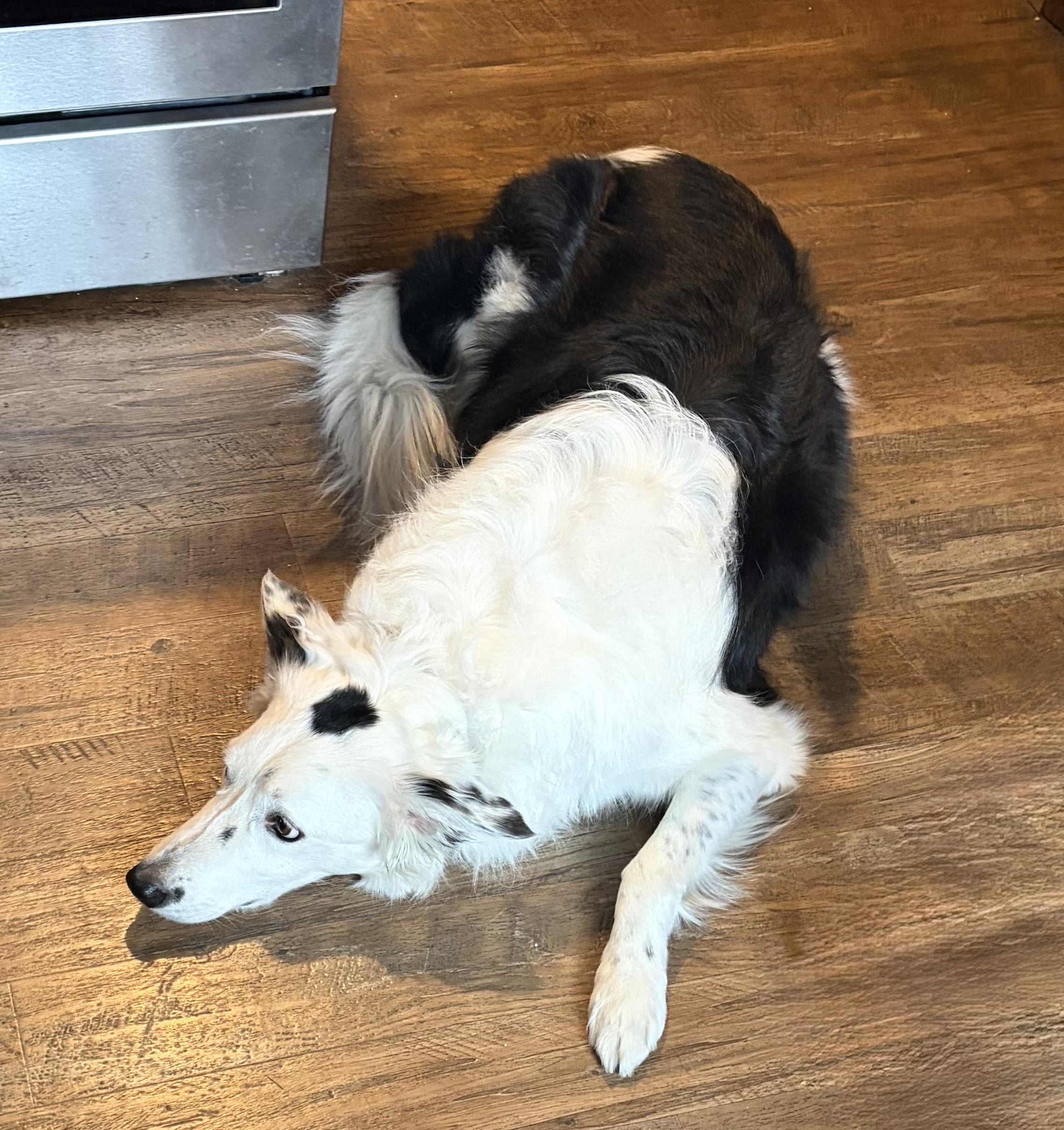 Enlarge Spotsy - adopted!, an adopted Border Collie in Minneapolis, MN image 3/5