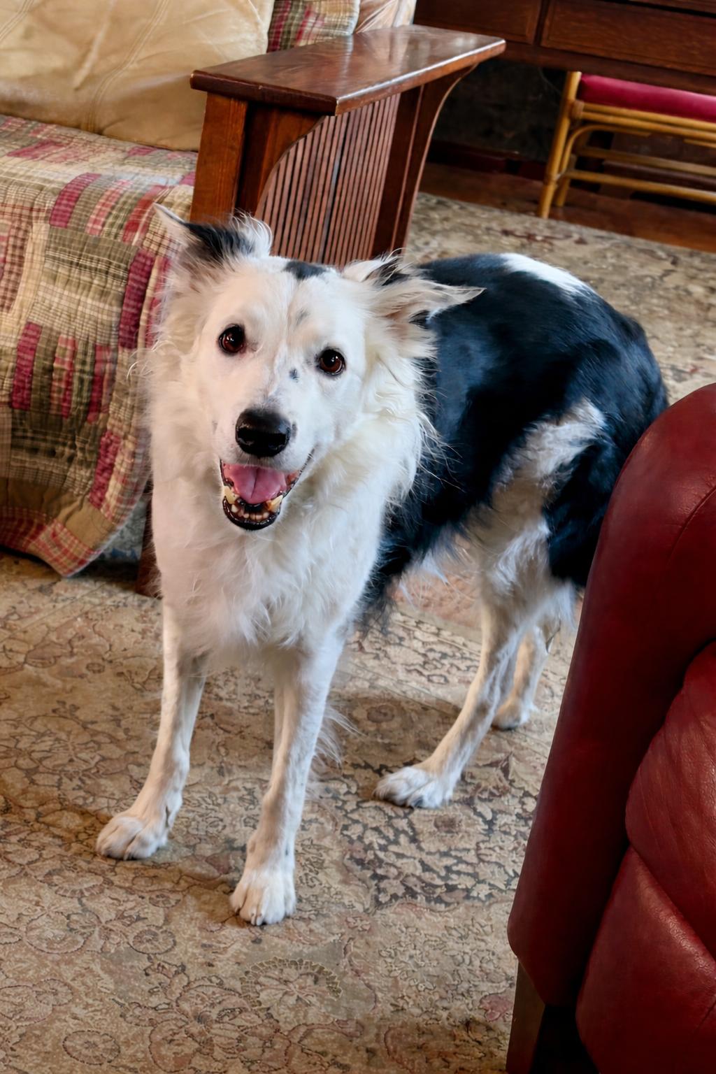 Enlarge Spotsy - adopted!, an adopted Border Collie in Minneapolis, MN image 1/5