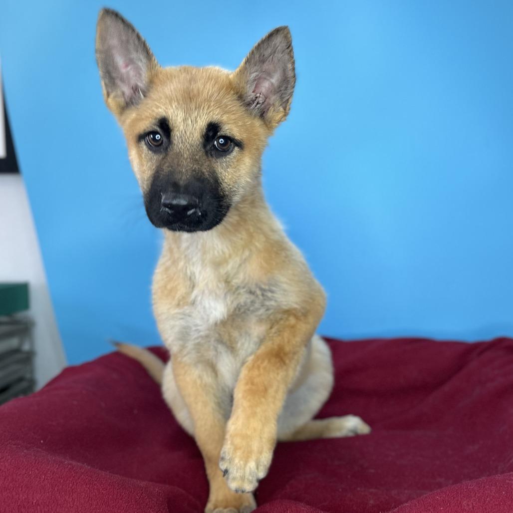 Miracle, Adoptable, Puppy Female German Shepherd Dog & Golden Retriever.