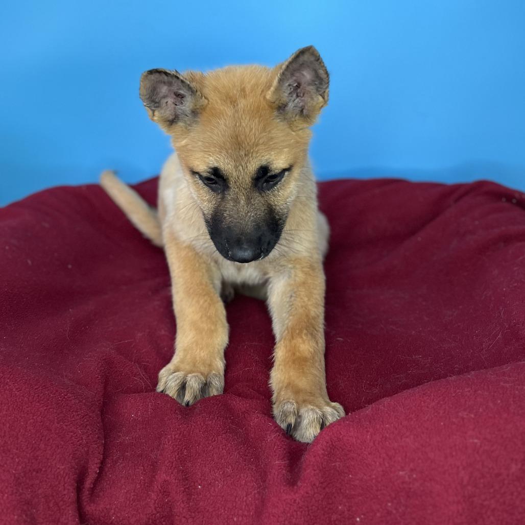 Enlarge Miracle, a Adoptable mixed breed in San Antonio, TX image 2/6