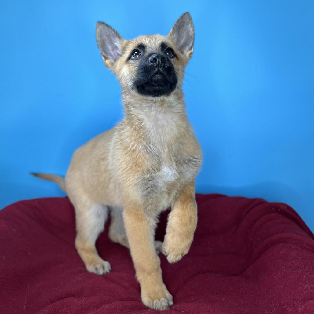 Enlarge Miracle, a Adoptable mixed breed in San Antonio, TX image 3/6