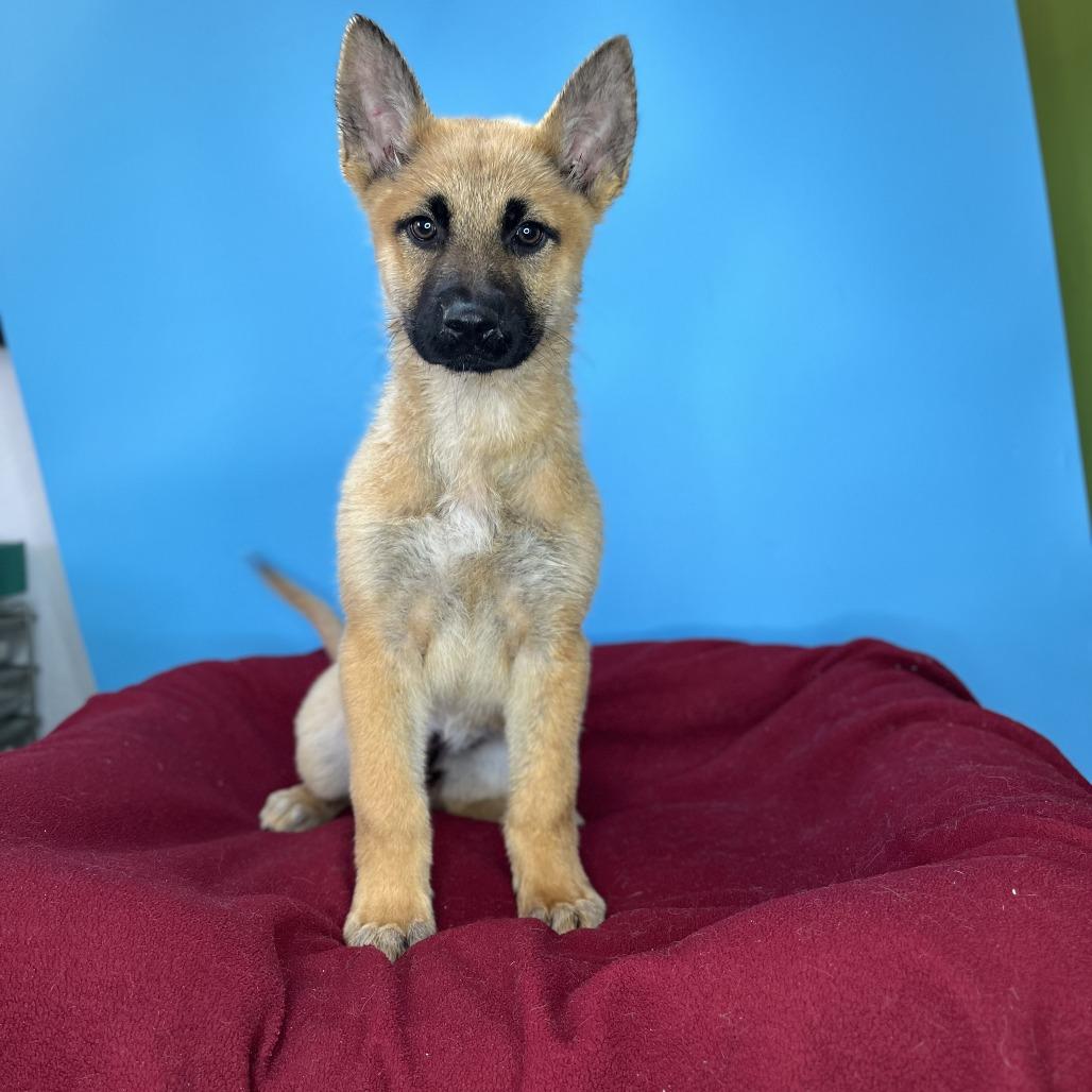 Enlarge Miracle, a Adoptable mixed breed in San Antonio, TX image 4/6