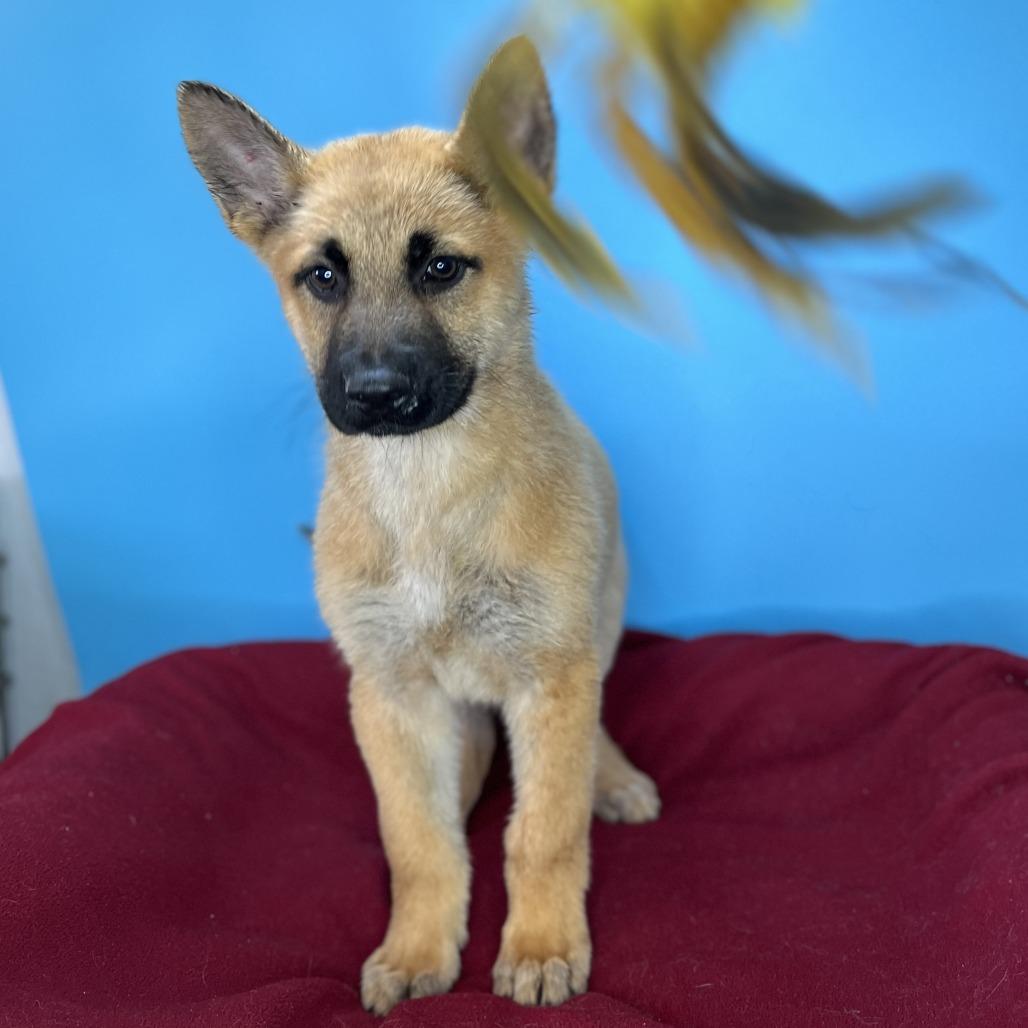 Enlarge Miracle, a Adoptable mixed breed in San Antonio, TX image 5/6