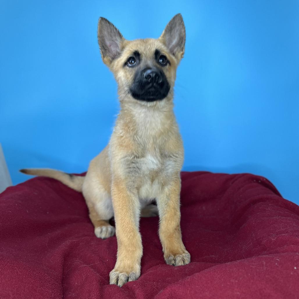 Enlarge Miracle, a Adoptable mixed breed in San Antonio, TX image 6/6