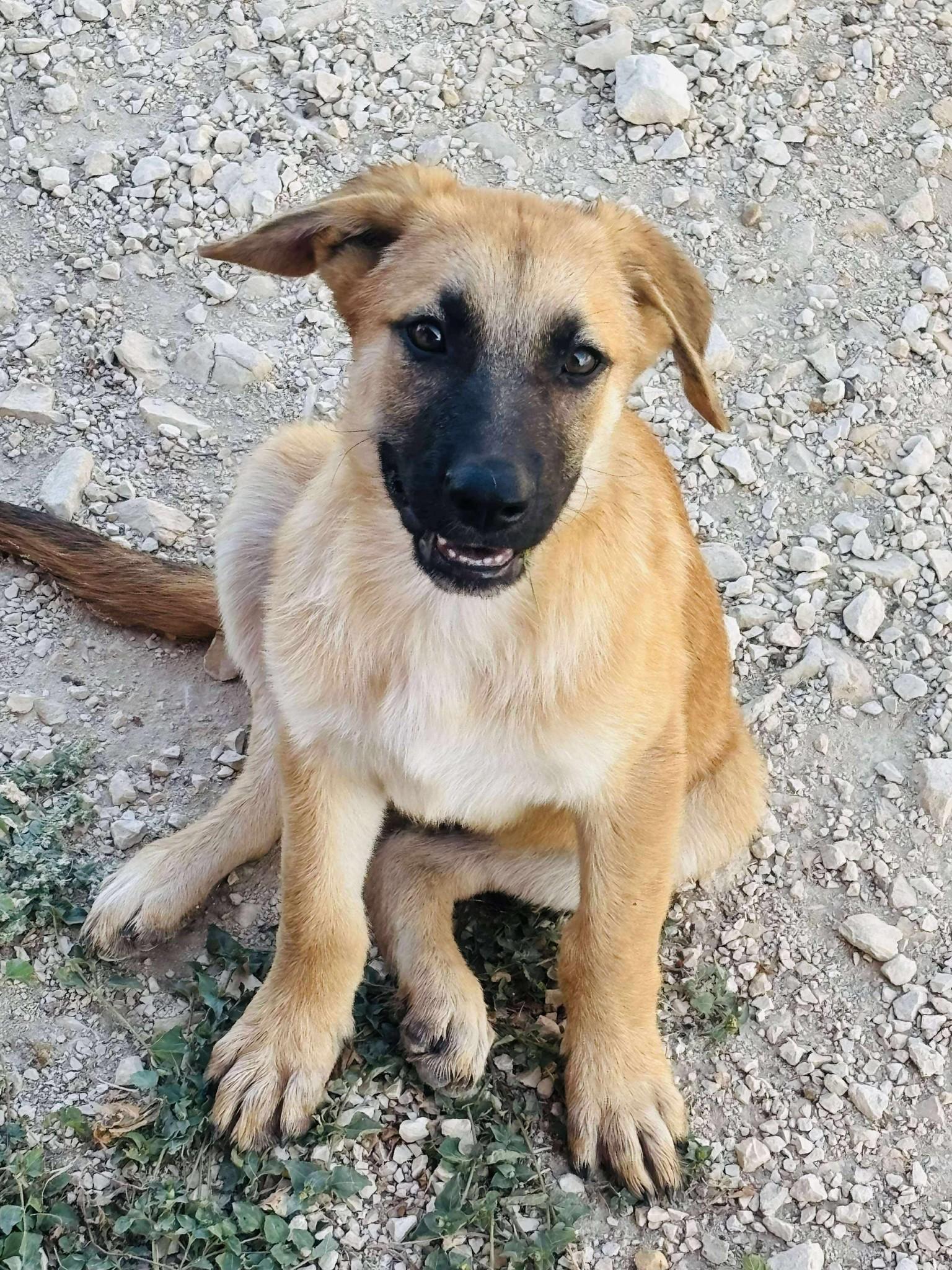 Copper, Adopted, Young Male Shepherd.
