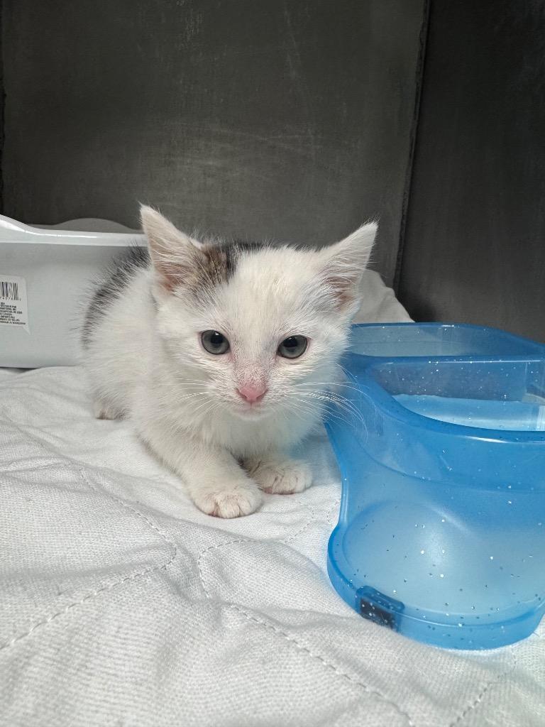 Noel, Adoptable, Kitten Female Domestic Short Hair.