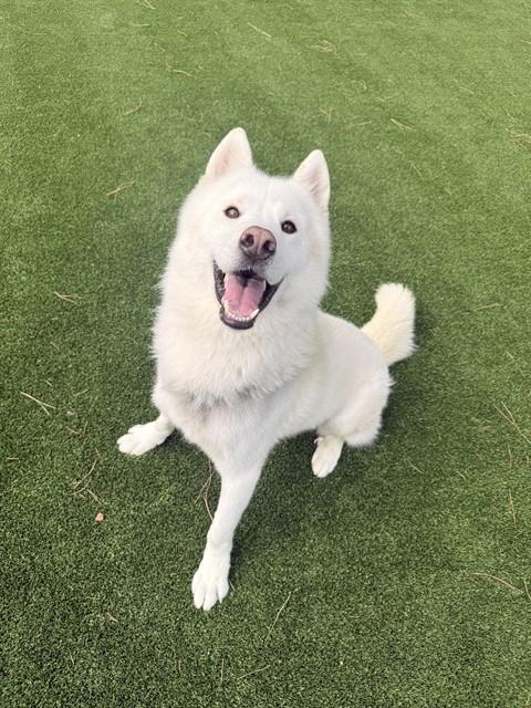 Enlarge SHIRO, a Adoptable Husky in Castaic, CA image 1/1