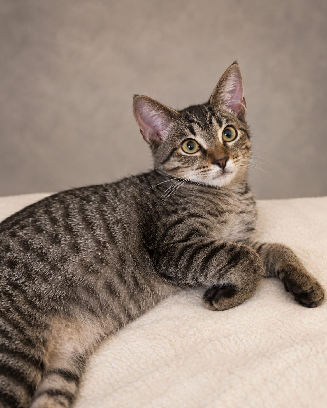 lucy love, Adopted, Young Female Tabby.