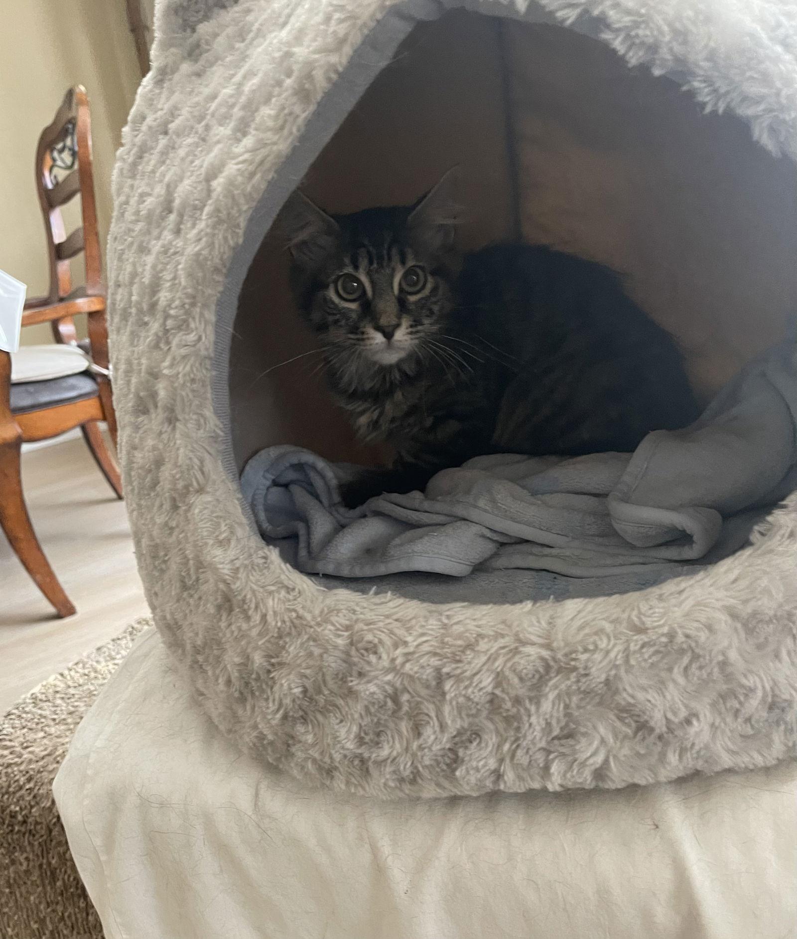 Teddy ( Maria ), Adopted, Young Male Maine Coon & Tabby.