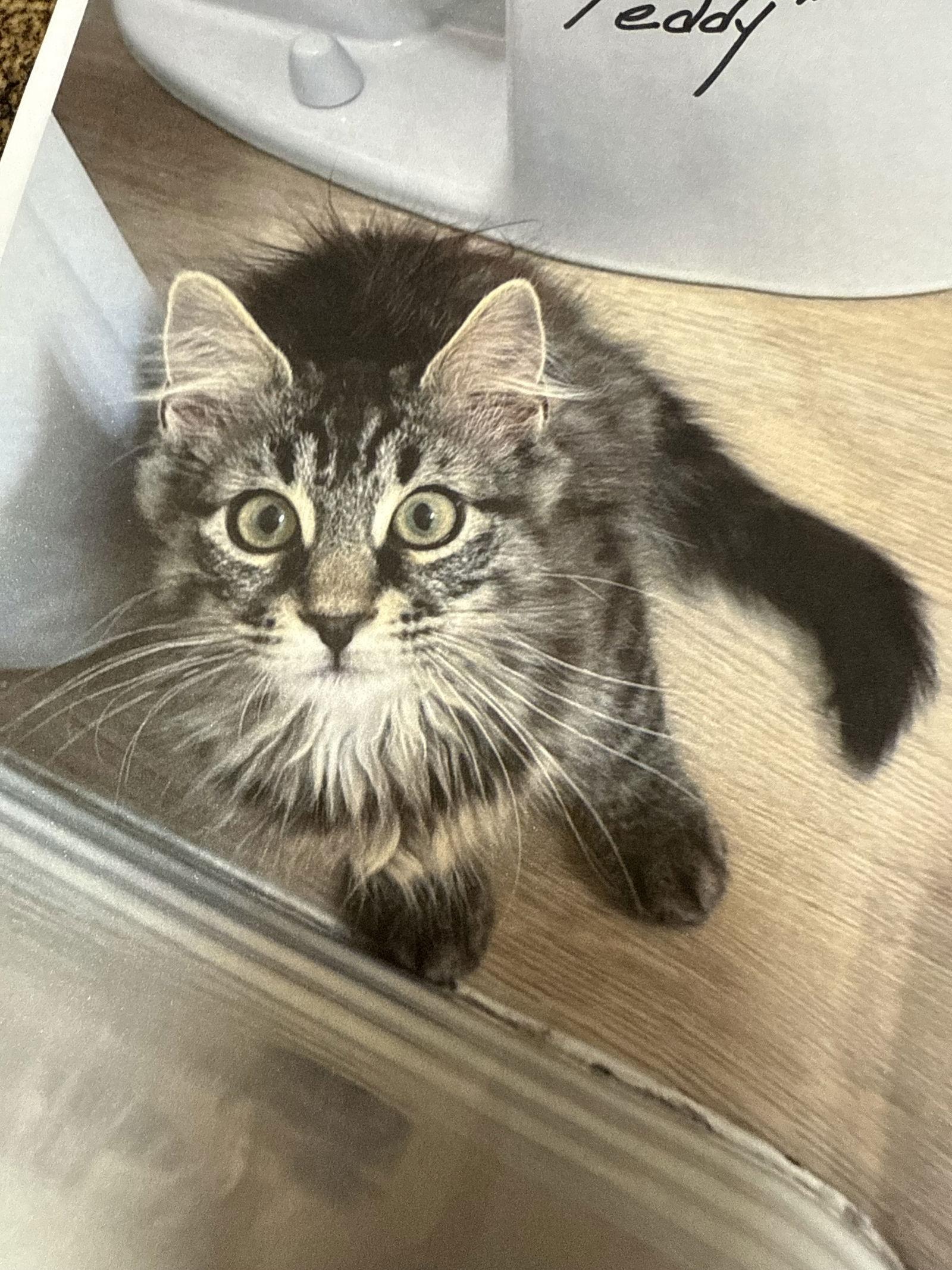 Teddy ( Maria ), a Adopted mixed breed in Vallejo, CA image 3/3