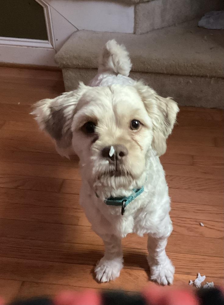 Teddy, Adoptable, Young Male Shih Tzu & Poodle.