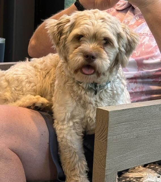 Teddy, a Adoptable mixed breed in Wake Forest, NC image 2/6