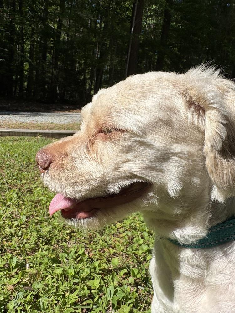 Teddy, a Adoptable mixed breed in Wake Forest, NC image 3/6