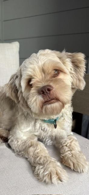 Teddy, a Adoptable mixed breed in Wake Forest, NC image 4/6