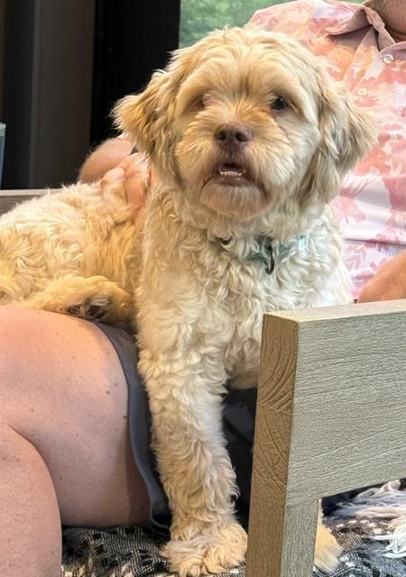 Teddy, a Adoptable mixed breed in Wake Forest, NC image 6/6