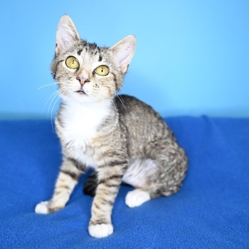 Greasy Greg, Adoptable, Kitten Male Domestic Short Hair.