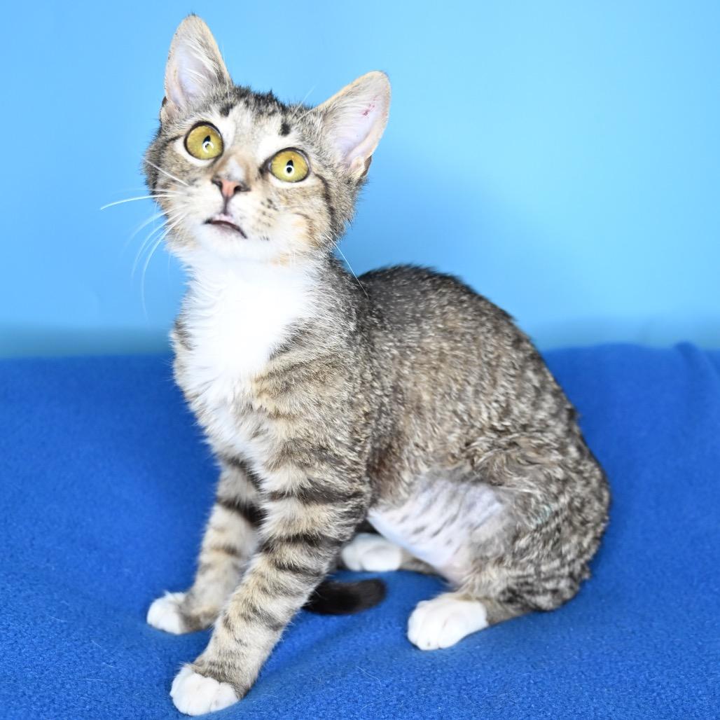 Enlarge Greasy Greg, a Adoptable Domestic Short Hair in San Antonio, TX image 2/6