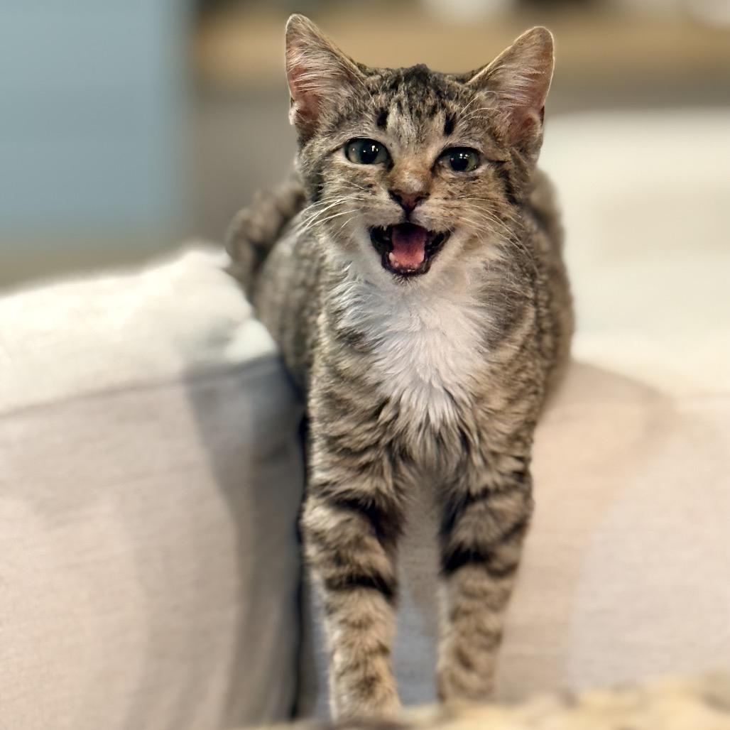 Enlarge Greasy Greg, a Adoptable Domestic Short Hair in San Antonio, TX image 3/6