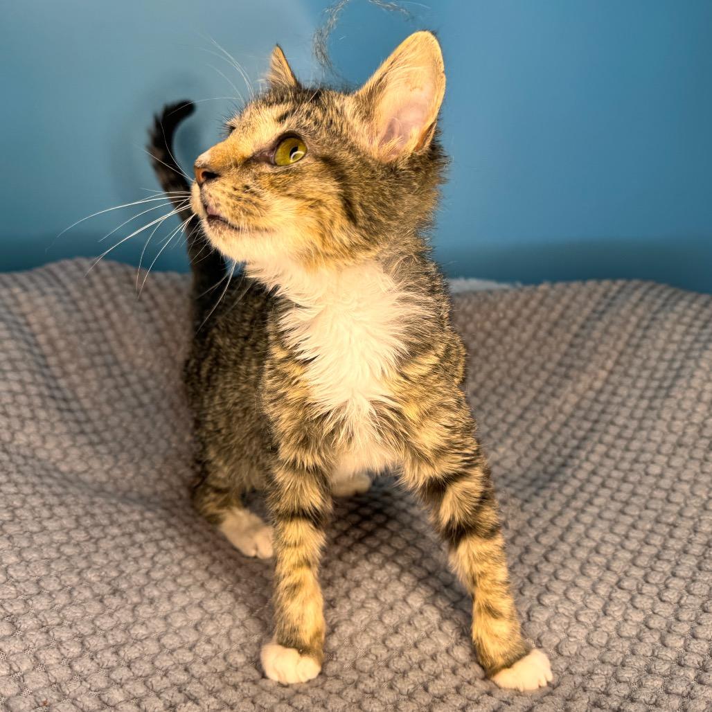 Enlarge Greasy Gracie, a Adoptable Domestic Short Hair in San Antonio, TX image 1/6