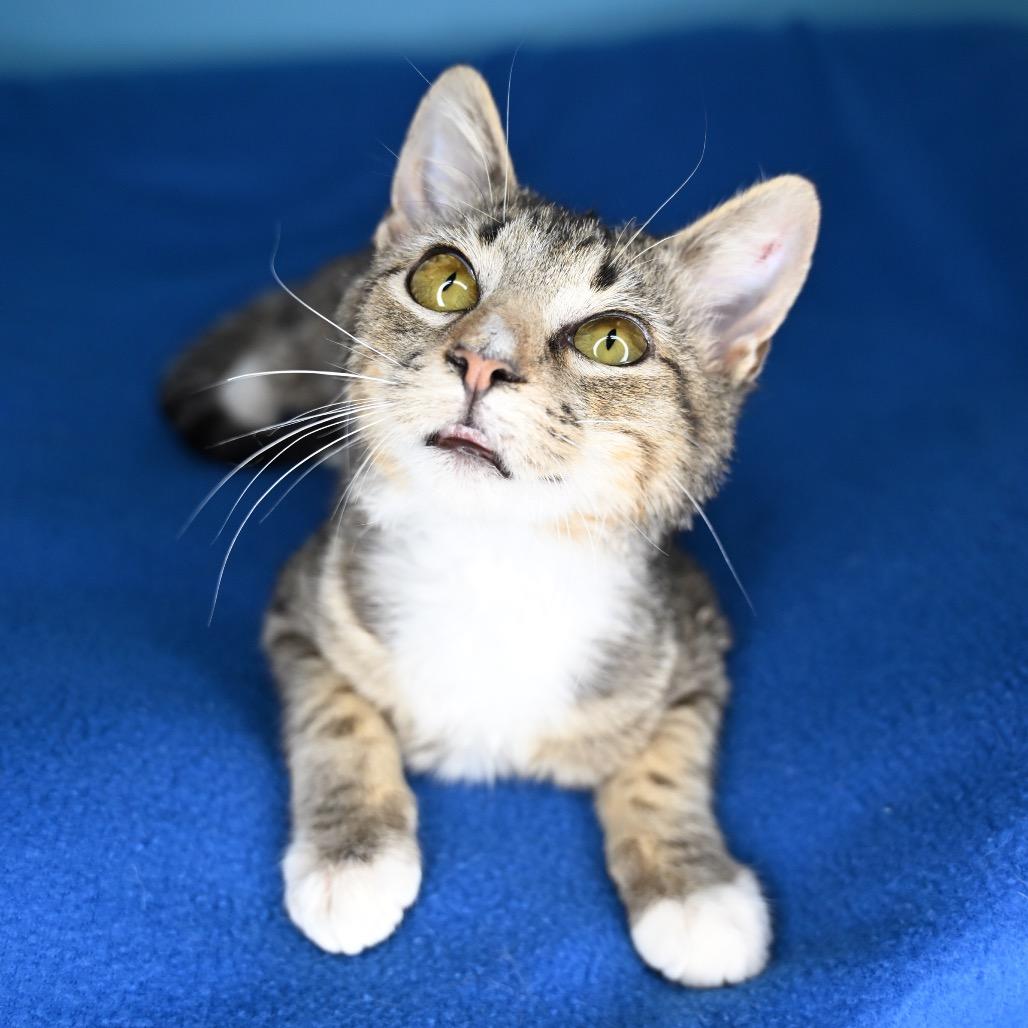 Enlarge Greasy Greg, a Adoptable Domestic Short Hair in San Antonio, TX image 4/6