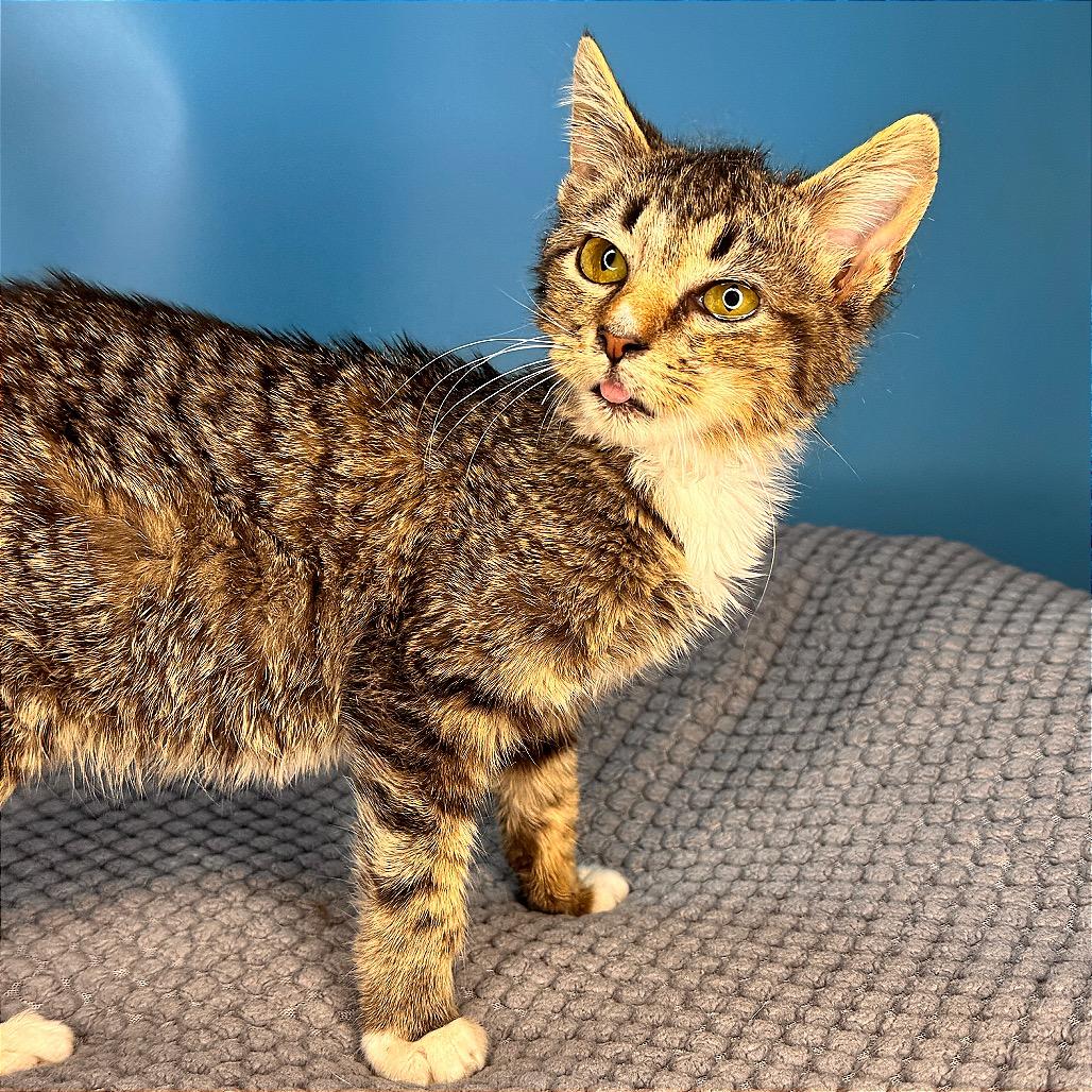 Enlarge Greasy Gracie, a Adoptable Domestic Short Hair in San Antonio, TX image 2/6