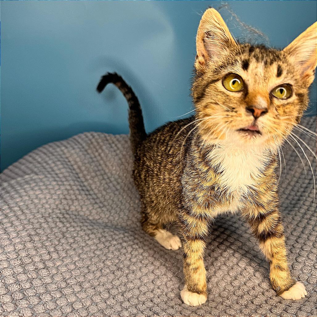 Enlarge Greasy Gracie, a Adoptable Domestic Short Hair in San Antonio, TX image 3/6