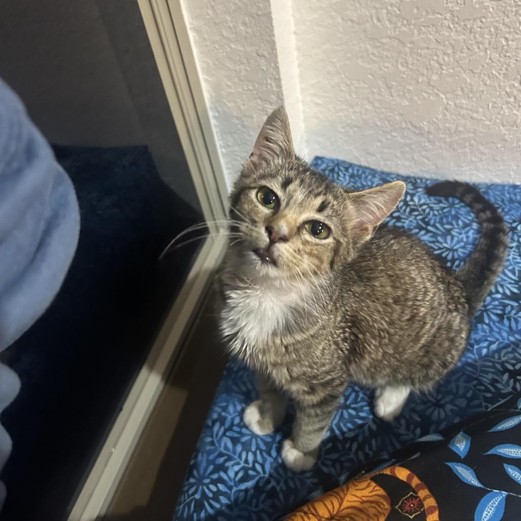 Enlarge Greasy Greg, a Adoptable Domestic Short Hair in San Antonio, TX image 5/6