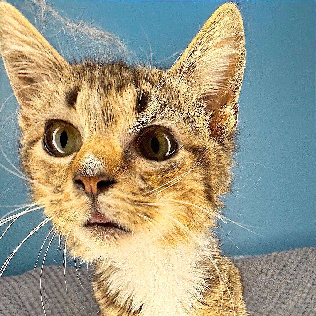 Enlarge Greasy Gracie, a Adoptable Domestic Short Hair in San Antonio, TX image 4/6