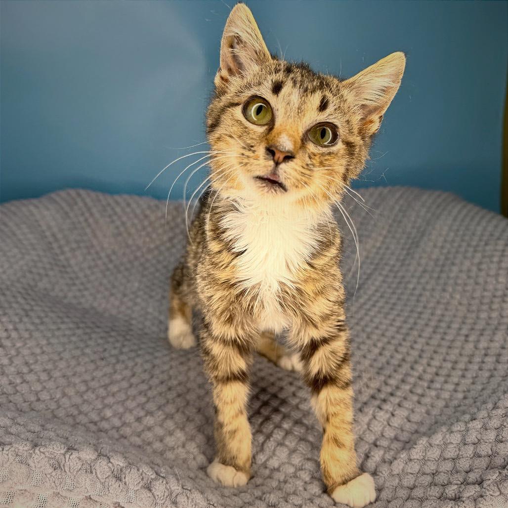 Enlarge Greasy Gracie, a Adoptable Domestic Short Hair in San Antonio, TX image 5/6