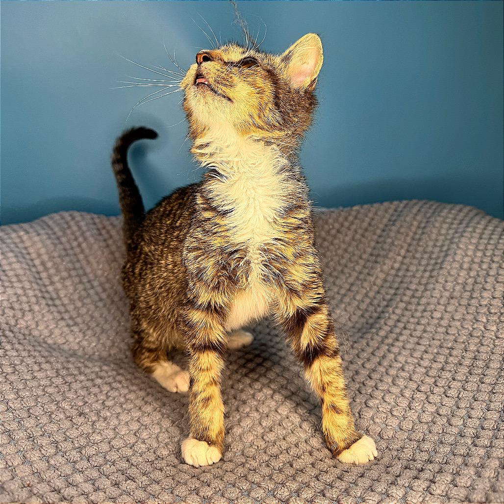 Enlarge Greasy Gracie, a Adoptable Domestic Short Hair in San Antonio, TX image 6/6